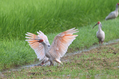 Harmony with nature and biodiversity